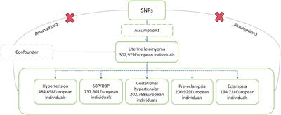 Uterine leiomyoma causes an increase in systolic blood pressure: a two-sample Mendelian randomization study